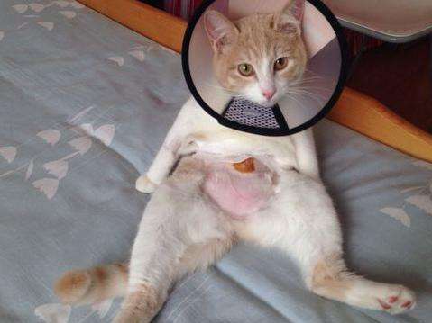 绝育手术后的猫咪