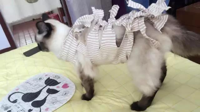 绝育手术完成后穿着衣服的猫咪