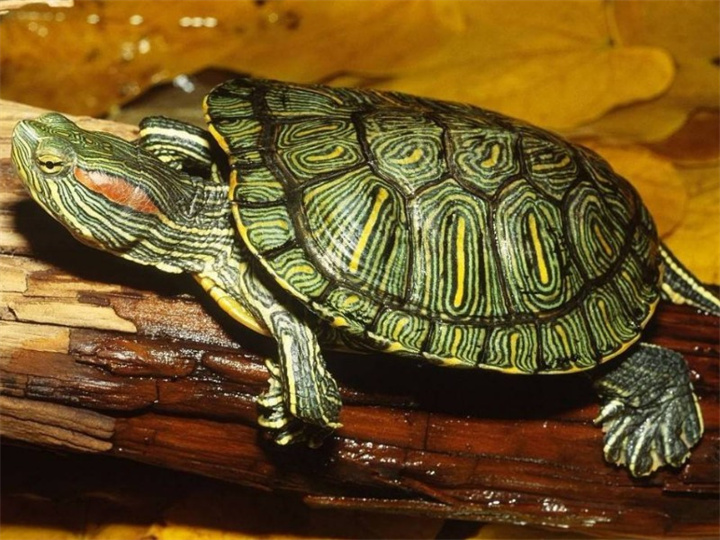 巴西龟有什么性格特征?
