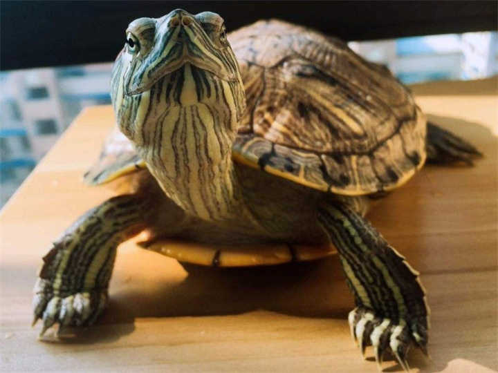 巴西龟优点和缺点是什么?