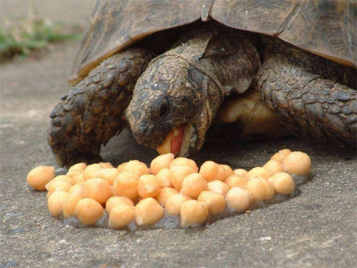 巴西龟爱吃什么食物？