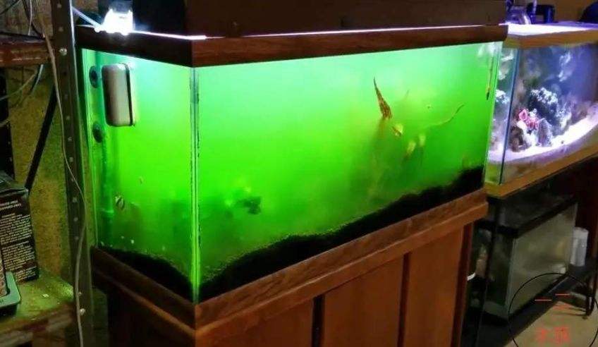 鱼缸水为什么会变绿