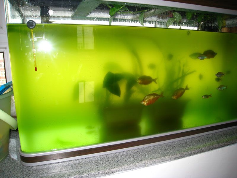 鱼缸水发绿的解决办法