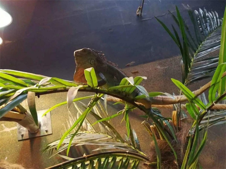 绿鬣蜥的养殖技术