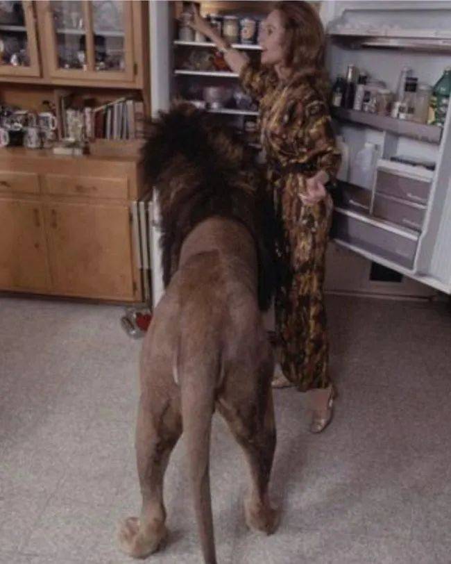 蒂皮·海德伦与她的狮子尼尔