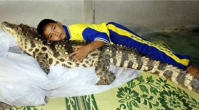 Wattana Thongjon和他的宠物鳄鱼Kheng