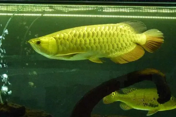 金头金龙鱼