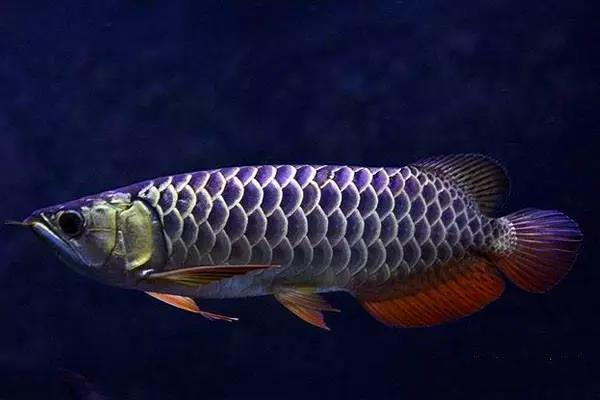 紫底金龙鱼