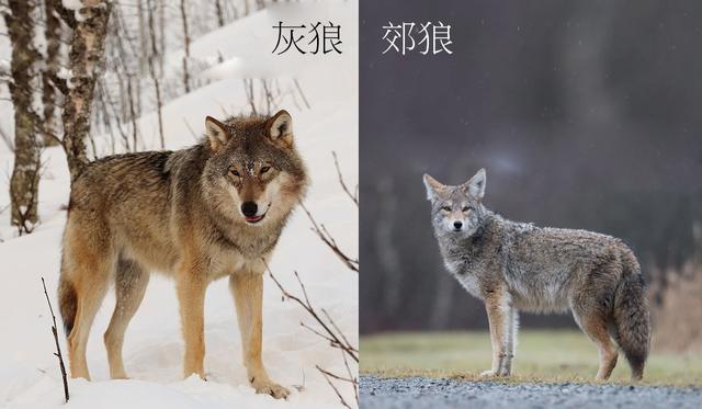 不同品种的野狼