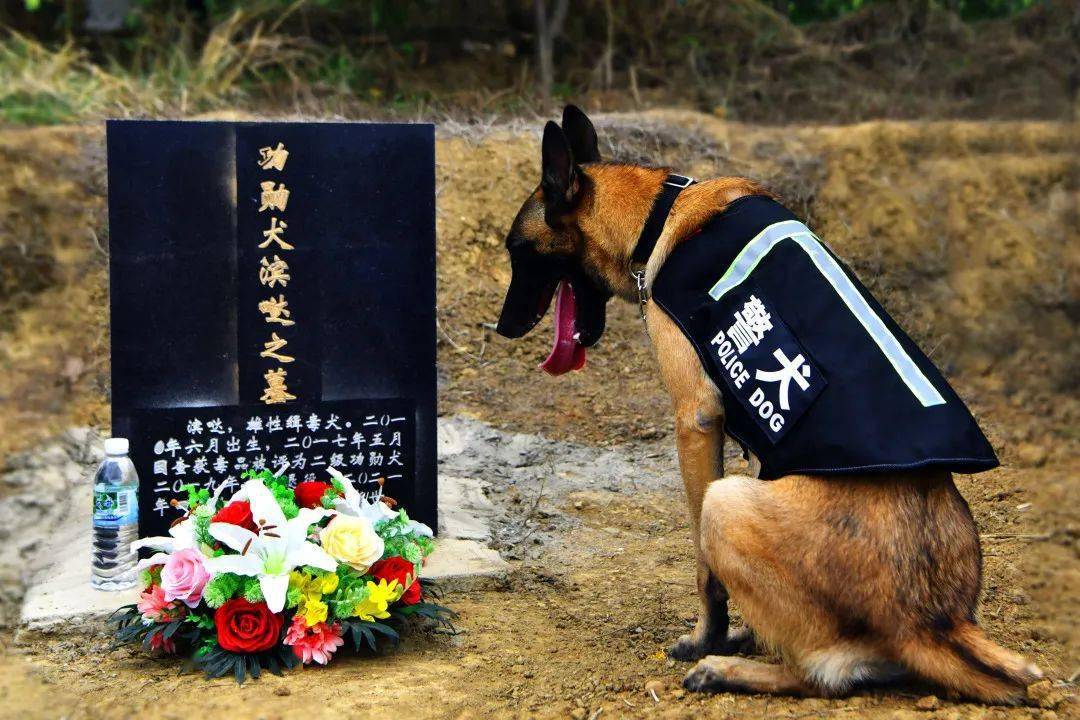“鹰空”蹲坐在警犬“滨哒”的墓碑前（二）