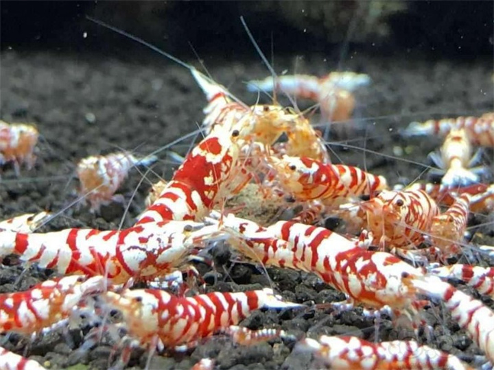 水晶虾