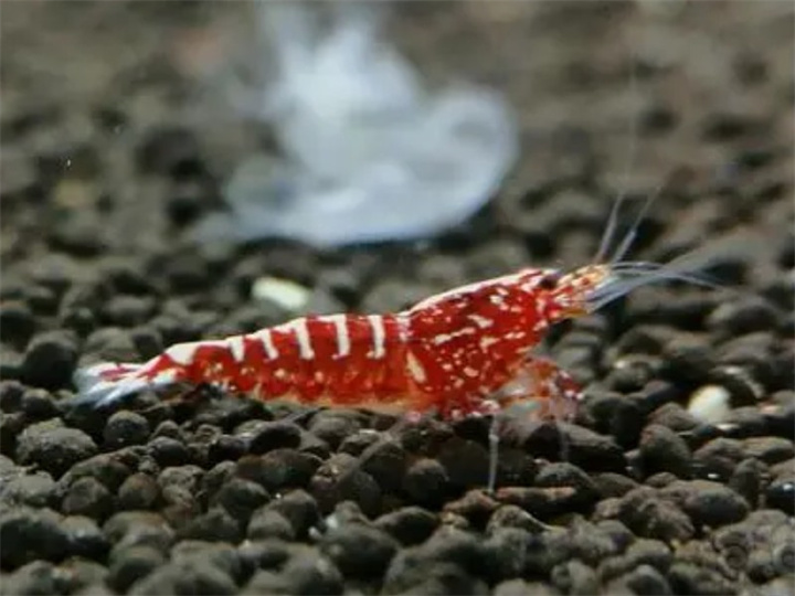 水晶虾