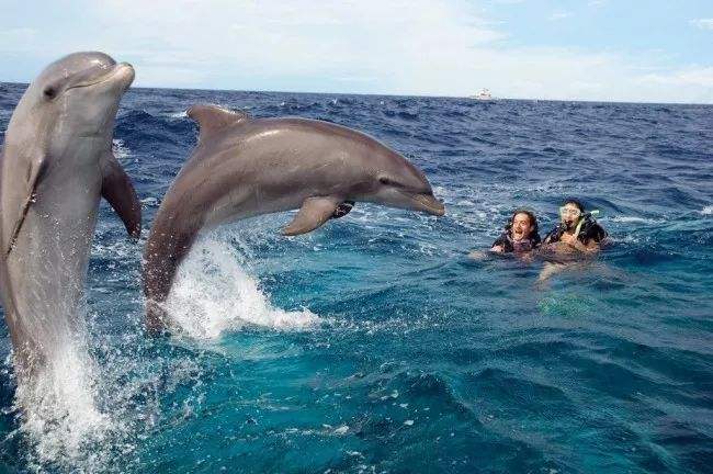 正在救人的海豚