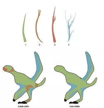 四种羽毛在两件翼龙标本的分布位置