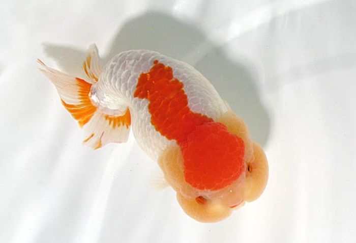 遗传也会导致金鱼游泳时腹部向上