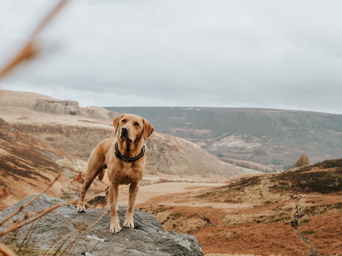 在山谷视图前面的金拉布拉多猎犬