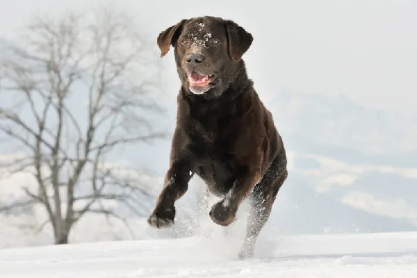 一只在雪地里玩耍的拉布拉多犬
