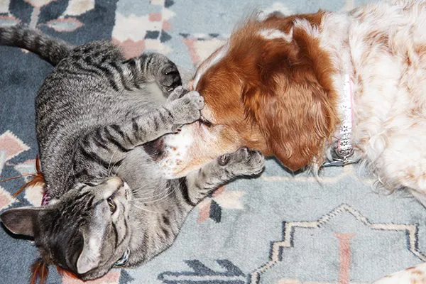 一只猫和一只布列塔尼犬。