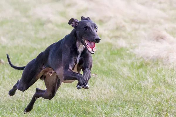 一只正在奔跑的惠比特犬。
