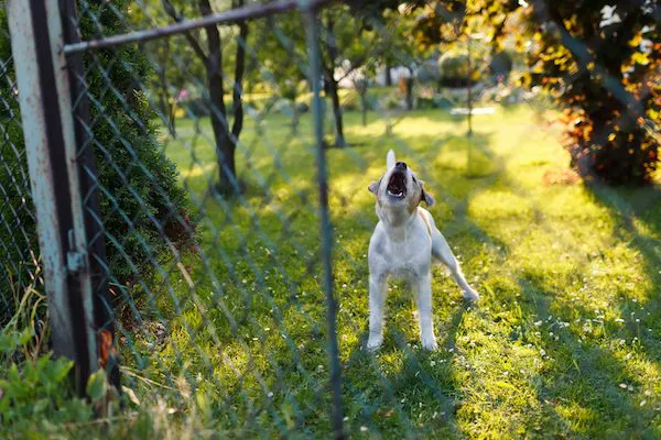 一条狗在围着栅栏的院子里嚎叫。