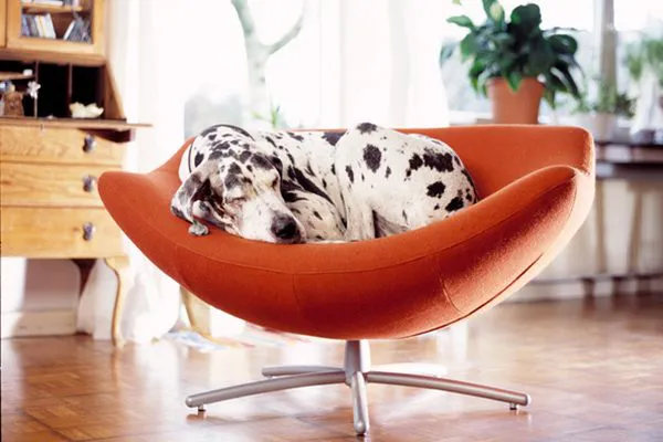 一只大丹犬蜷缩在一张红色的椅子上睡着了。