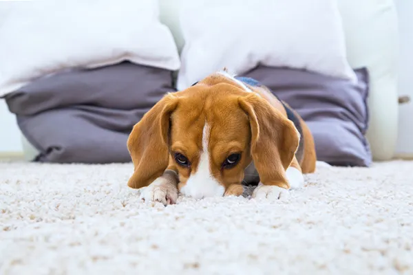 一只小猎犬躺在深地毯上。 最笨的犬种
