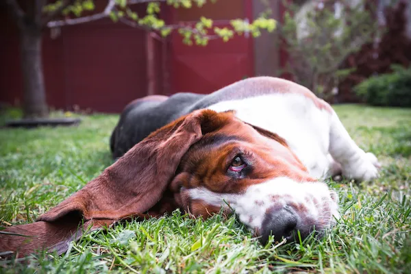 巴吉度猎犬 by momente / Shutterstock.dumbest dog品种