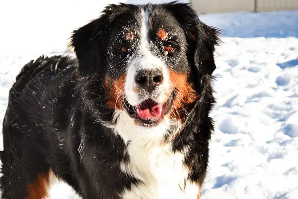 雪地里的一种伯恩山犬