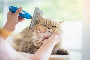 猫刷牙对身体健康很重要