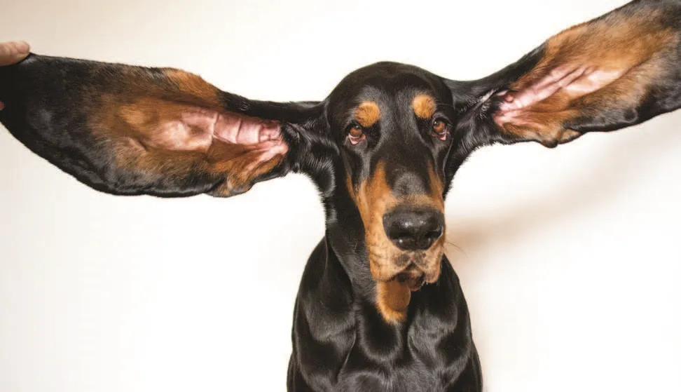 最长狗耳朵的新世界纪录