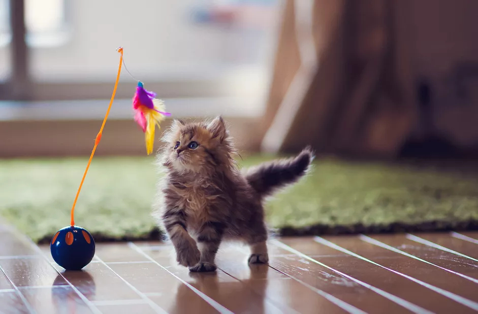 小猫玩羽毛玩具