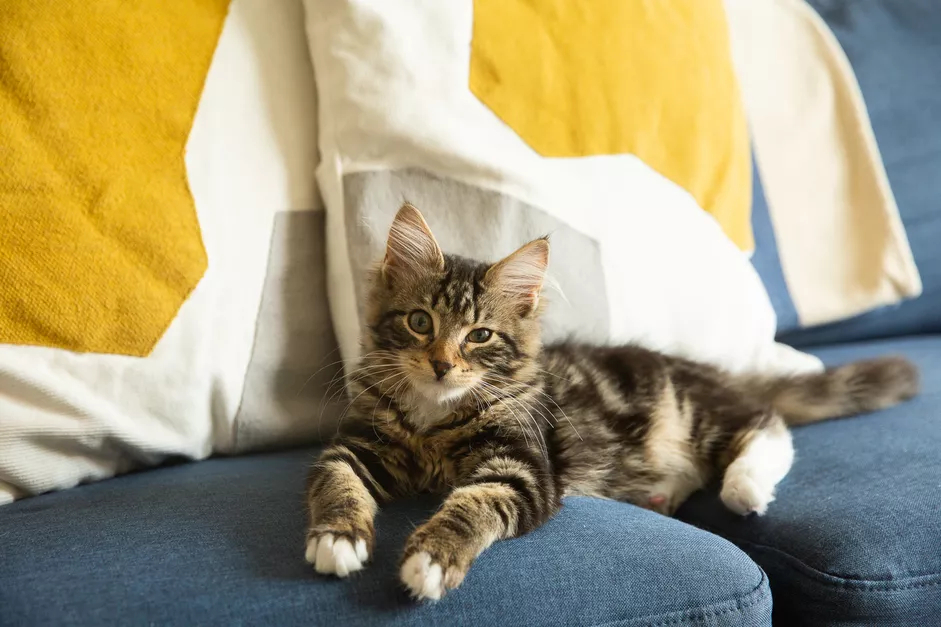 棕色和棕褐色条纹小猫躺在蓝色沙发上，上面有白色和黄色的抱枕