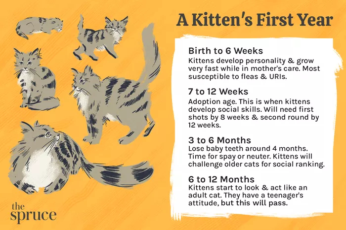 小猫第一年发育的插图