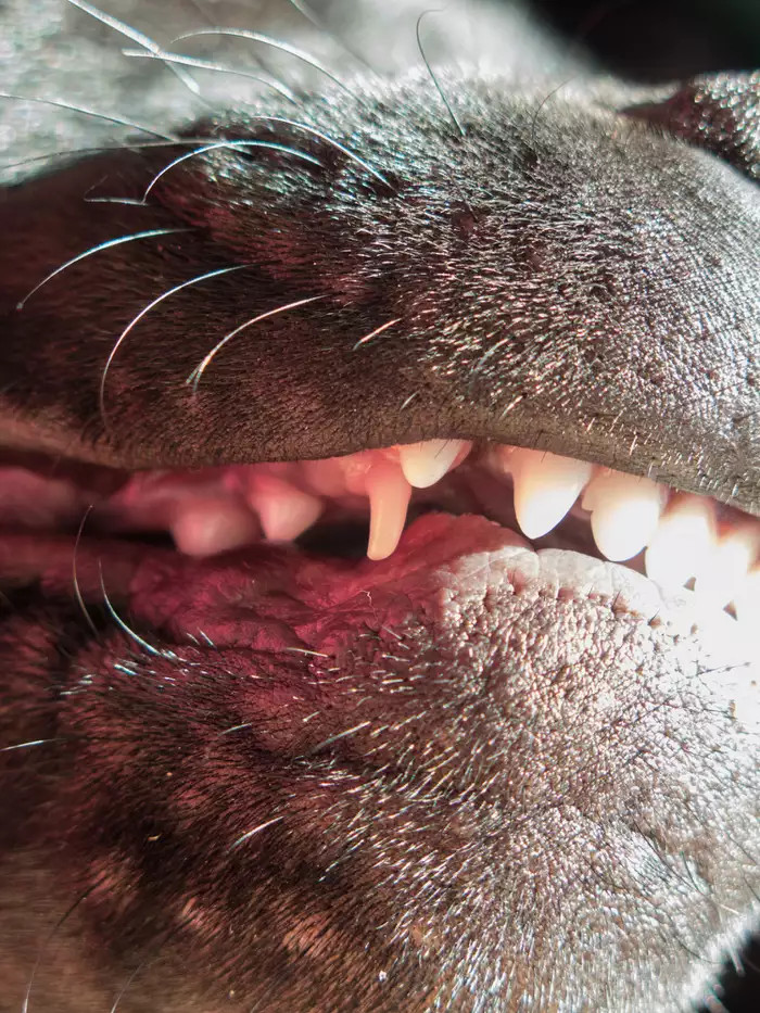 狗中保留的犬齿的特写镜头。