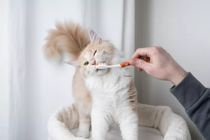 给猫刷牙