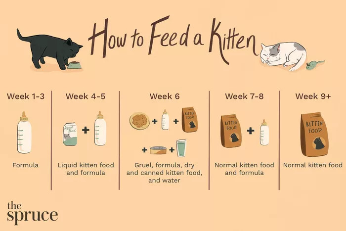 如何喂养小猫