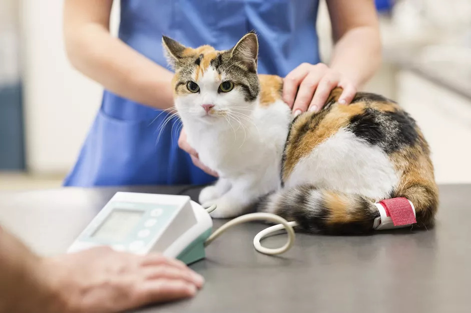 兽医在兽医手术中检查猫