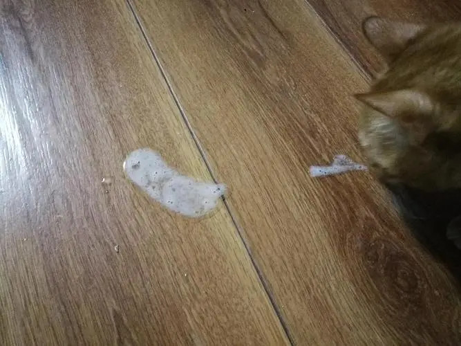 正在地板上呕吐白色泡沫的猫咪