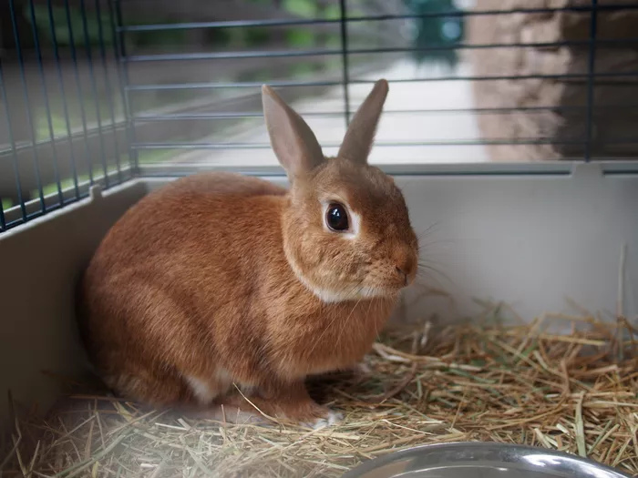 一只关在笼子里的棕色的宠物兔