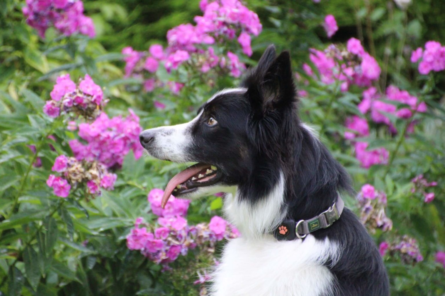 边境牧羊犬在花园里开满鲜花