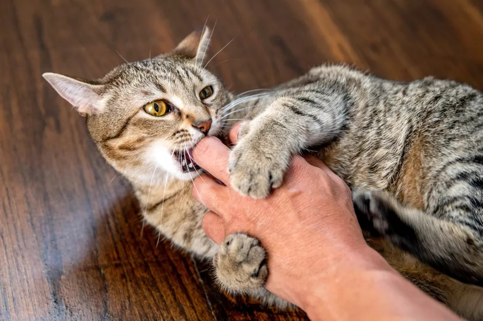正在咬人手指的猫咪