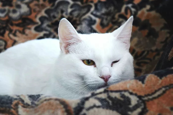 一只闭上左眼的白猫