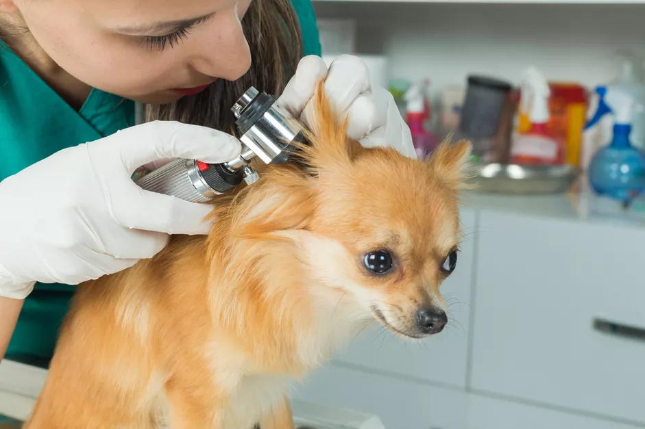 医生在给一只宠物狗做耳酵母菌检查