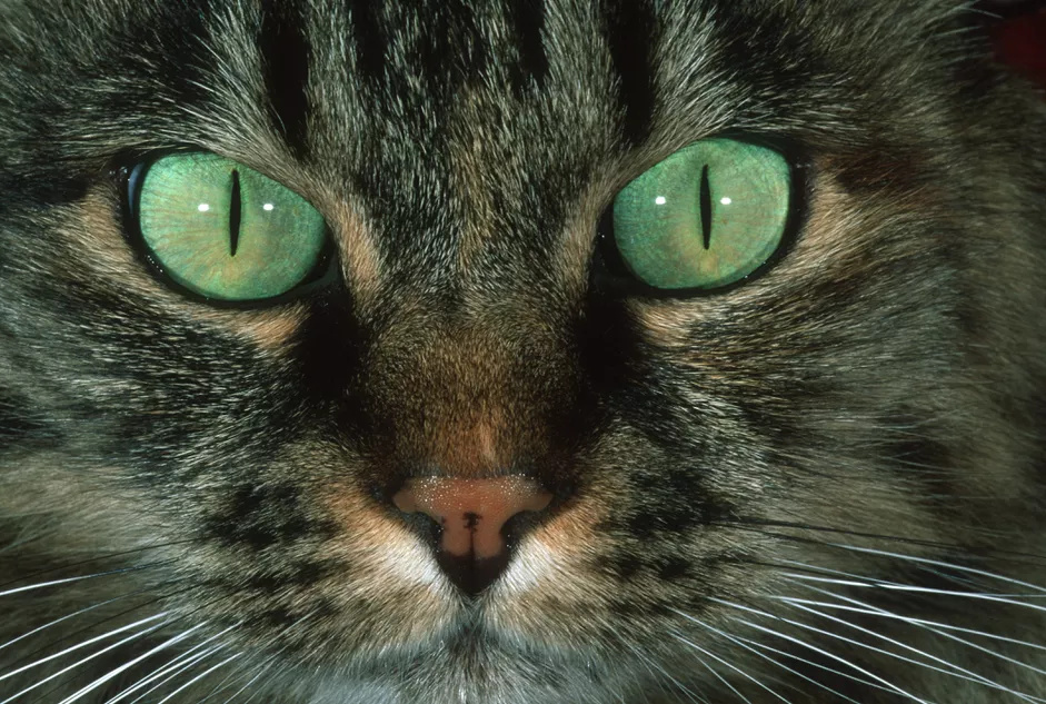 一只双眼肿胀的猫