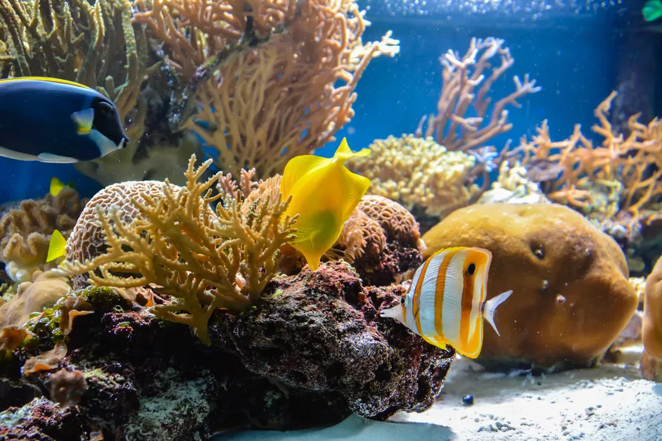 如何控制和预防鱼缸中藻类过度生长