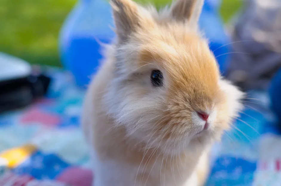宠物兔头部倾斜是什么引起的？