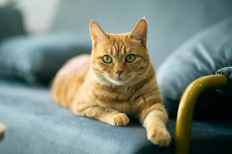 一只趴在沙发上患有胆囊感染的橘黄色猫