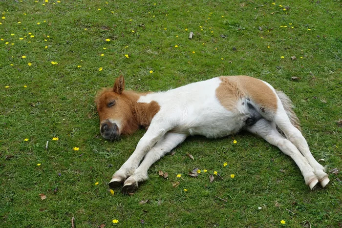 一只躺在草地上睡觉的小马驹