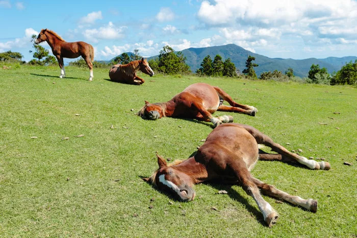 躺在草地上睡觉的几只棕色的成年马