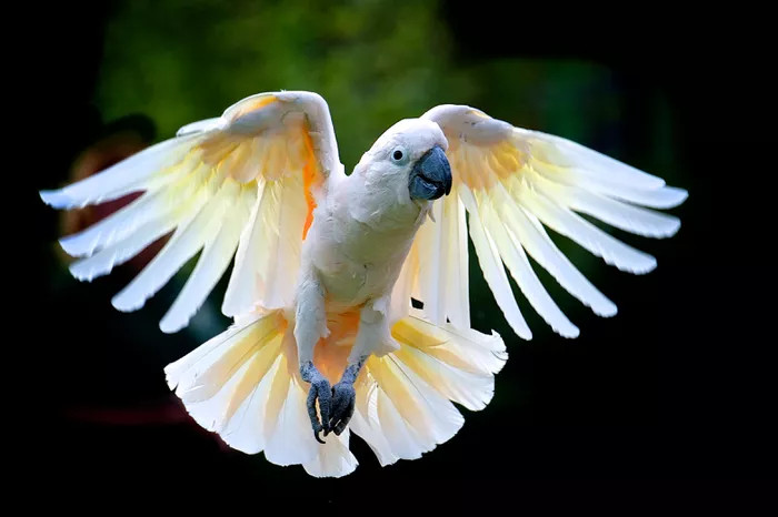 一只张开翅膀飞翔的鹦鹉